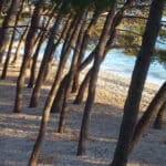 forrest 150x150 Photo gallery